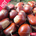 Chinese chestnuts for sale